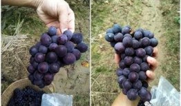 爆料提子视频大全最新版,精彩内容抢先看
