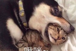 二哈吃瓜娱乐圈百度云,娱乐圈风云录