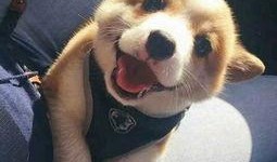 网红狗子张悦吃瓜图片高清,萌态十足高清大图来袭！