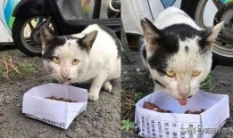 小猫老师最新爆料,娱乐圈幕后真相大曝光！