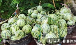 杭州吃瓜网红是谁,瓜界风云人物背后的故事
