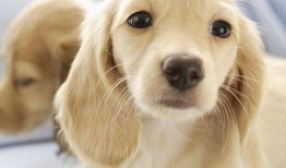 网红狗子张悦吃瓜图片高清,萌态十足高清大图来袭！