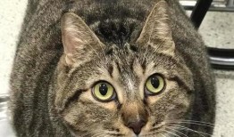 胖猫爆料人视频大全最新,揭秘热门视频大全背后的精彩瞬间