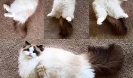 胖猫爆料人视频大全最新,揭秘热门视频大全背后的精彩瞬间