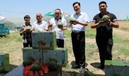 沾化区吃瓜最新事件爆料,揭秘背后真相与争议