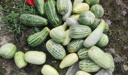 吃免费的瓜,共享甜蜜，品味生活