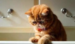 小猫老师最新爆料,娱乐圈幕后真相大曝光！
